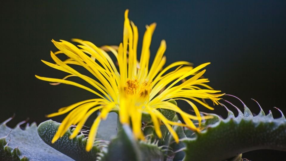 A tigrisszáj virága élénk sárga színével ragyog, szirmainak különleges formája van.