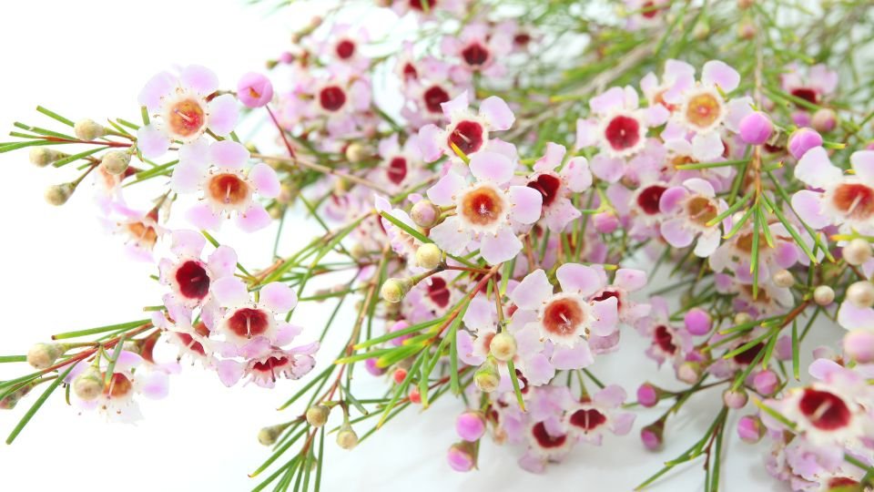 Viaszvirágok színes, rózsaszín virágai zöld levelekkel, vidám, tavaszi hangulatot árasztanak.