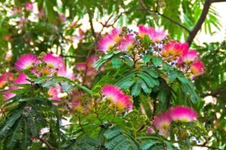 A selyemakác gyönyörű, rózsaszín virágai és zöld levelei egy napfényes kertben.