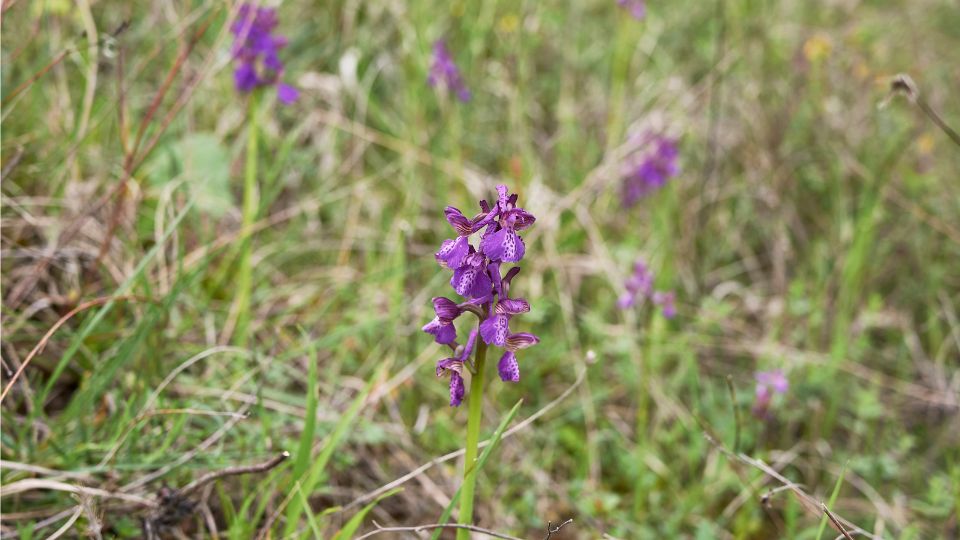 Agarkosbor Anacamptis morio 1