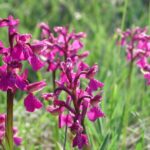 Agarkosbor Anacamptis morio