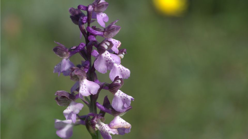 Agarkosbor Anacamptis morio 2