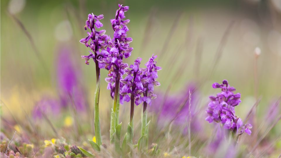 Agarkosbor Anacamptis morio 3