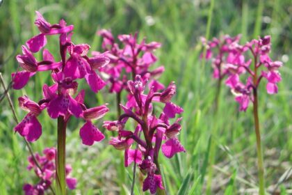 Agarkosbor Anacamptis morio