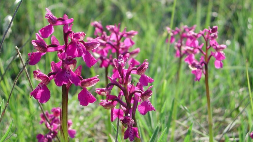 Agarkosbor Anacamptis morio