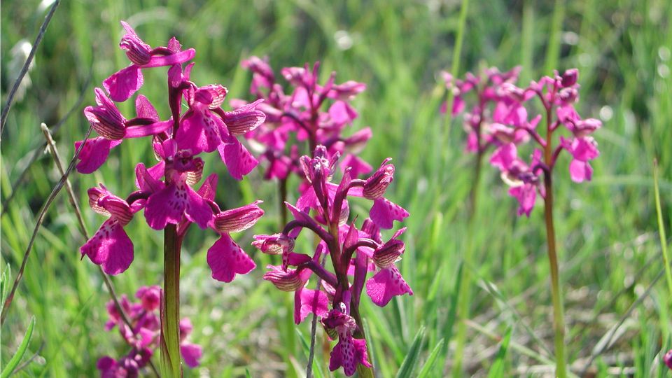 Agarkosbor Anacamptis morio