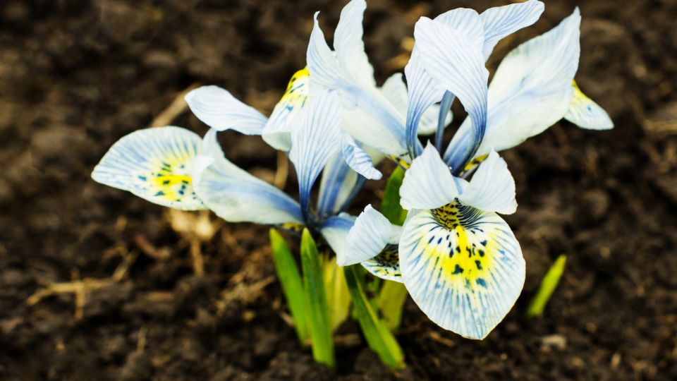 Apro noszirom Iris pumila 1