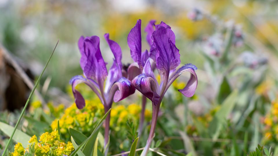 Apro noszirom Iris pumila 2