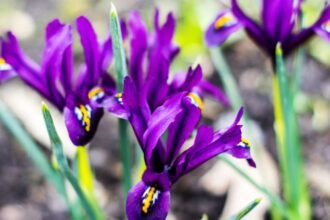 Színes apró nőszirom virágok csoportja, élénk lila színben, zöld levelekkel.