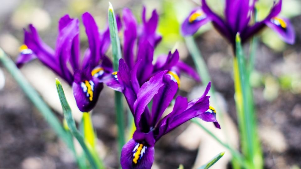 Színes apró nőszirom virágok csoportja, élénk lila színben, zöld levelekkel.