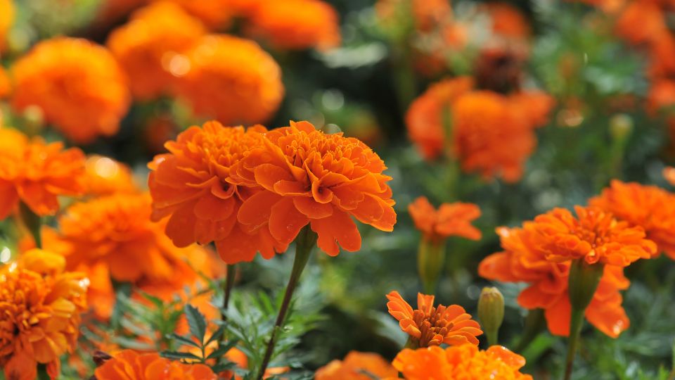 Barsonyvirag Tagetes 1