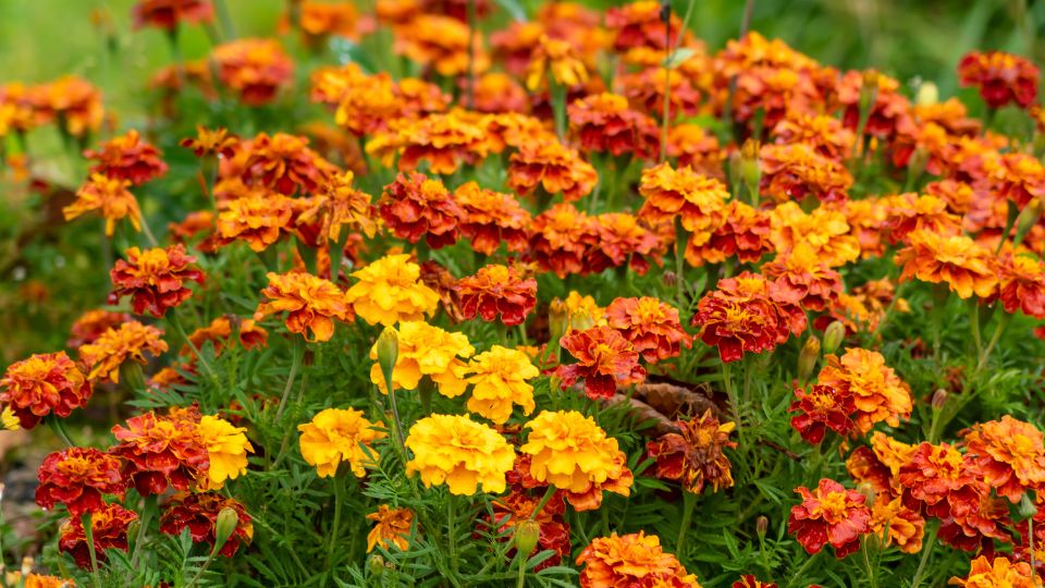 Barsonyvirag Tagetes 2