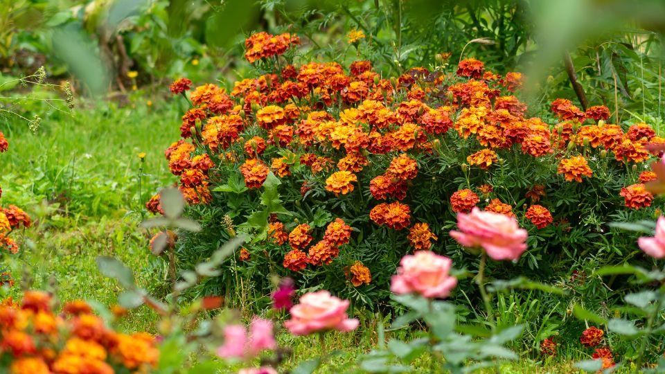Barsonyvirag Tagetes 3 1