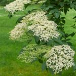 Bodza Sambucus nigra