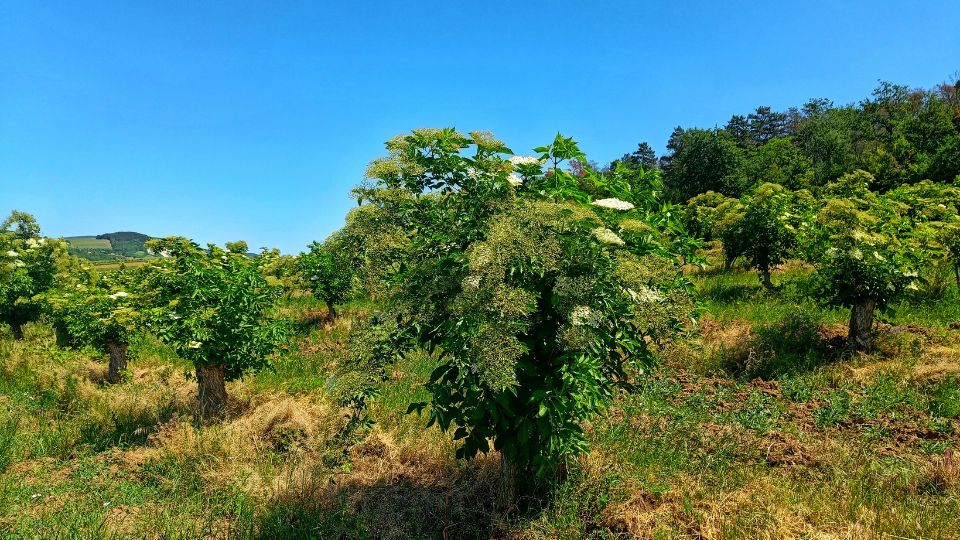 Bodza Sambucus nigra 2