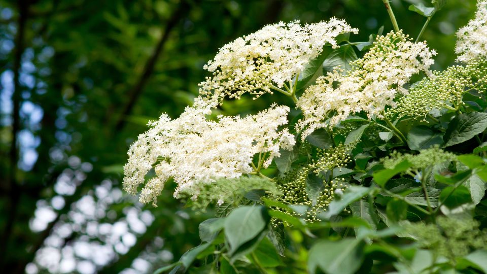 Bodza Sambucus nigra 3 1