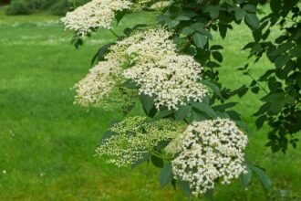Bodza (Sambucus nigra) virágzó ága, fehér virágokkal, zöld háttérben.