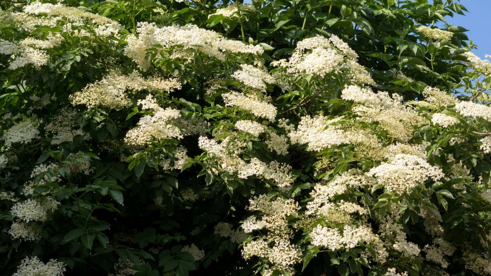 Bodza Sambucus nigra 4