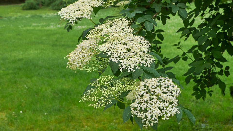 Bodza (Sambucus nigra) virágzó ága, fehér virágokkal, zöld háttérben.