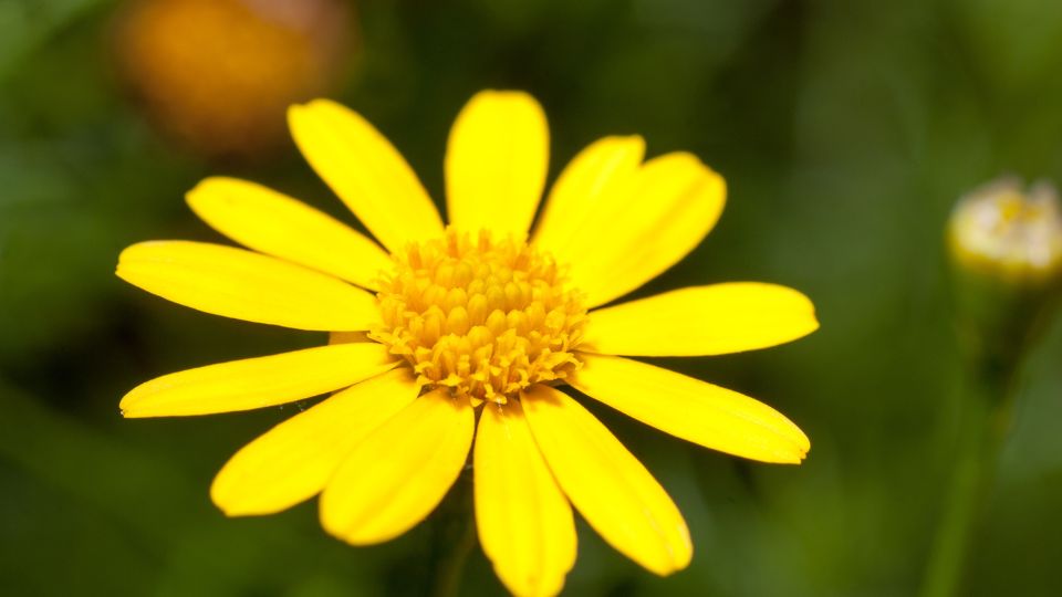 Borzas disszodia Thymophylla tenuiloba 2