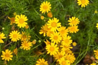 Színes sárga virágok, zöld levelek között, vidám kert látvány.