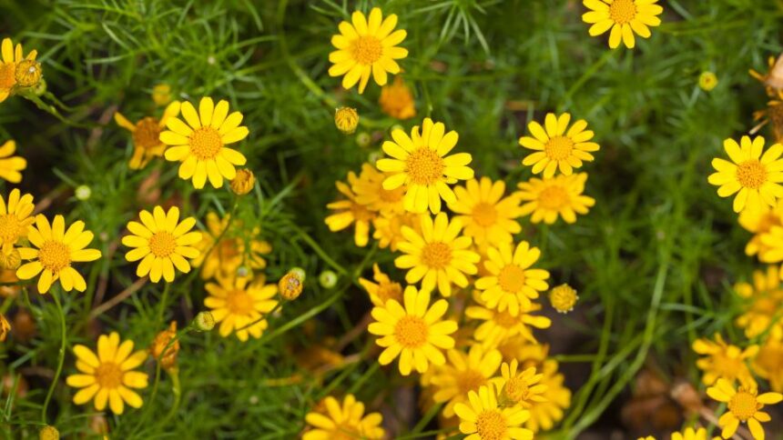 Borzas disszodia Thymophylla tenuiloba