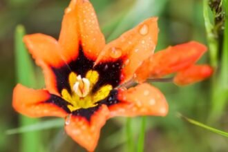 Egy gyönyörű cigányvirág, élénk narancssárga színben, cseppekkel borítva, a zöld fű között.