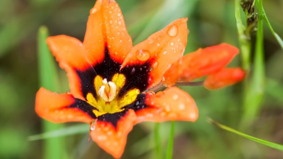 Egy gyönyörű cigányvirág, élénk narancssárga színben, cseppekkel borítva, a zöld fű között.