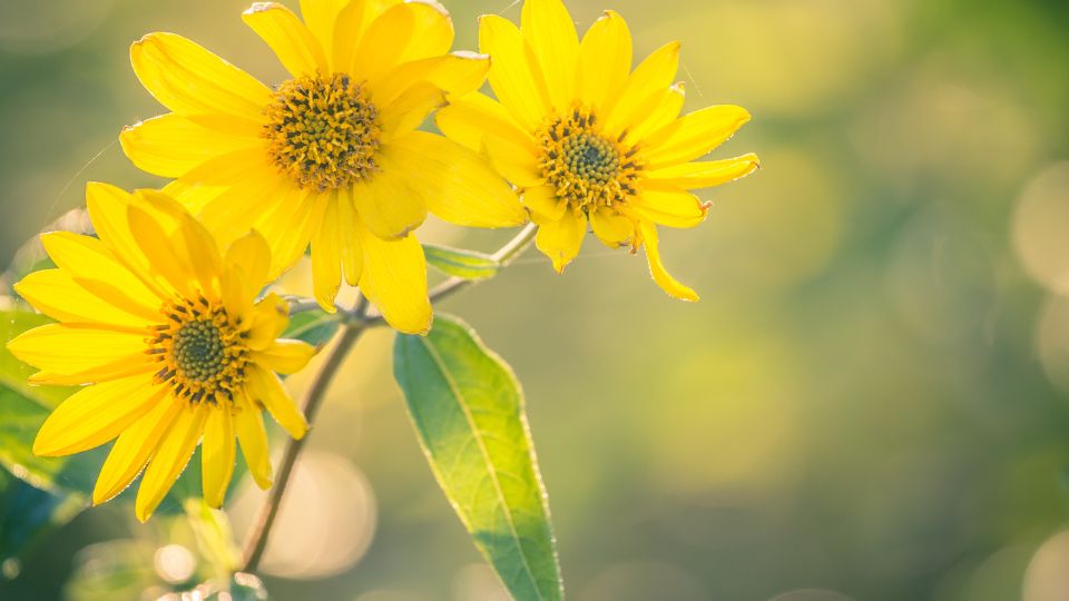 Csicsoka Helianthus tuberosus 1