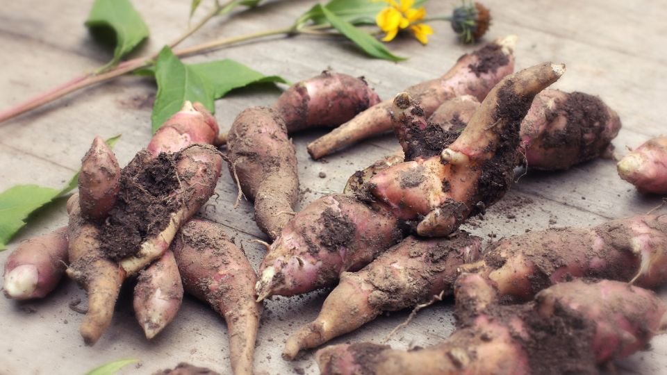 Friss csicsóka gyökerek, földdel borítva, egy fából készült asztalon.