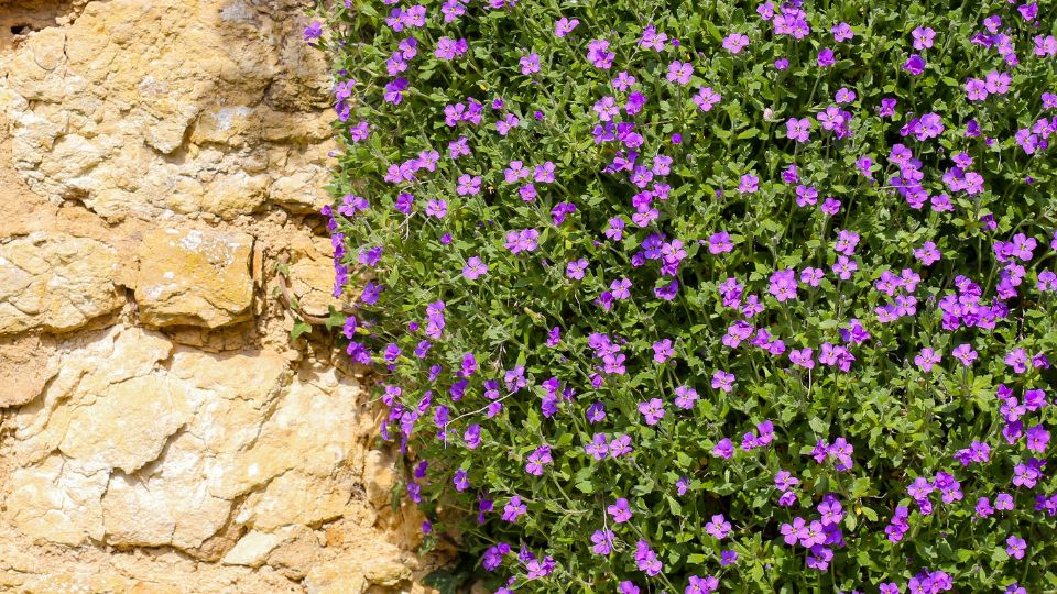 Csungo lobelia Lobelia erinus Richardii 1
