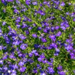 Csungo lobelia Lobelia erinus Richardii