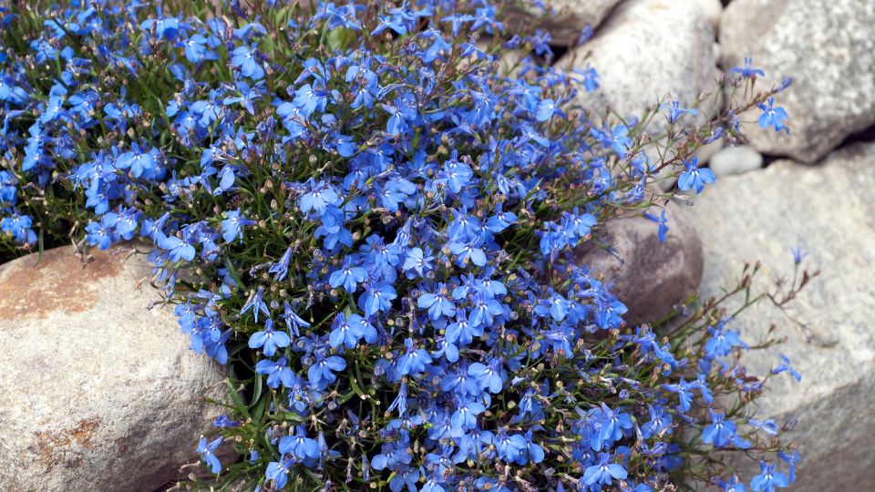 Csungo lobelia Lobelia erinus Richardii 2