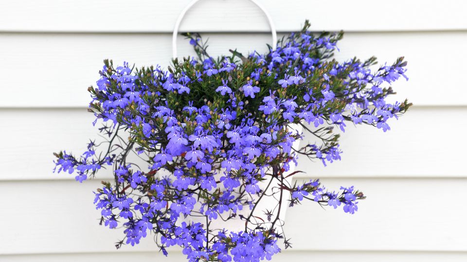 Csungo lobelia Lobelia erinus Richardii 3