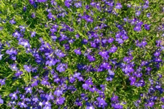 Csüngő lobélia virágok élénk lila színben, zöld levelek között.