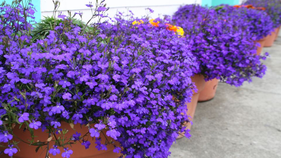 Csungo lobelia Lobelia erinus Richardii 4