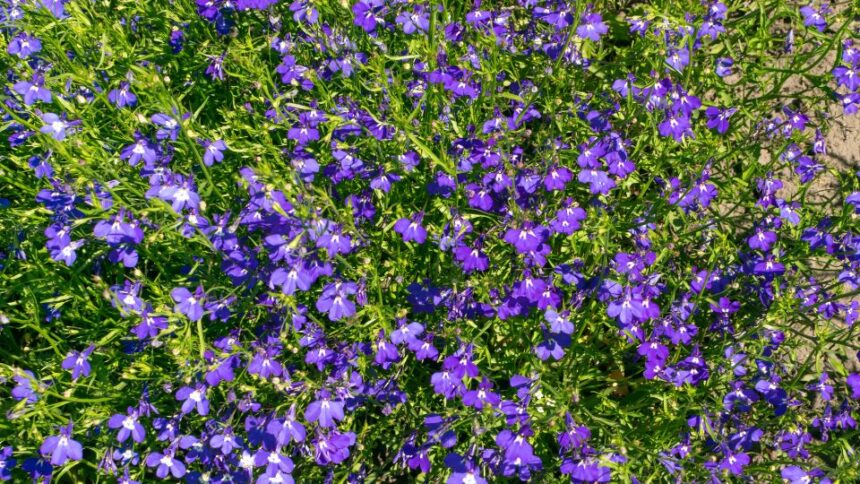 Csungo lobelia Lobelia erinus Richardii