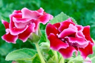 Két gyönyörű csuporka virág, élénk rózsaszín és piros színben, zöld levelek között.