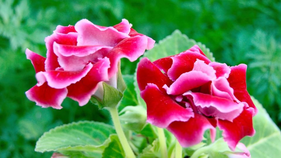 Két gyönyörű csuporka virág, élénk rózsaszín és piros színben, zöld levelek között.