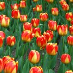 Darwin hybrid tulipan