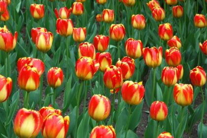 Darwin hybrid tulipan