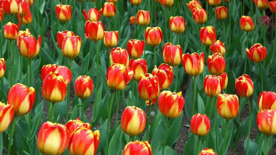 Színes Darwin-hybrid tulipánok élénk vörös és sárga árnyalatokban egy virágágyásban.