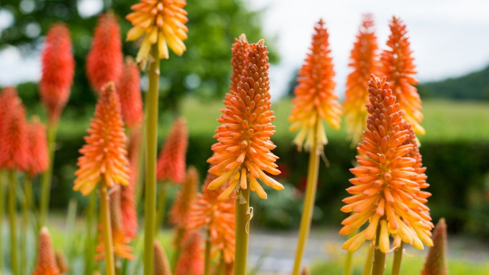 Faklyaliliom Kniphofia 1