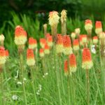 Faklyaliliom Kniphofia