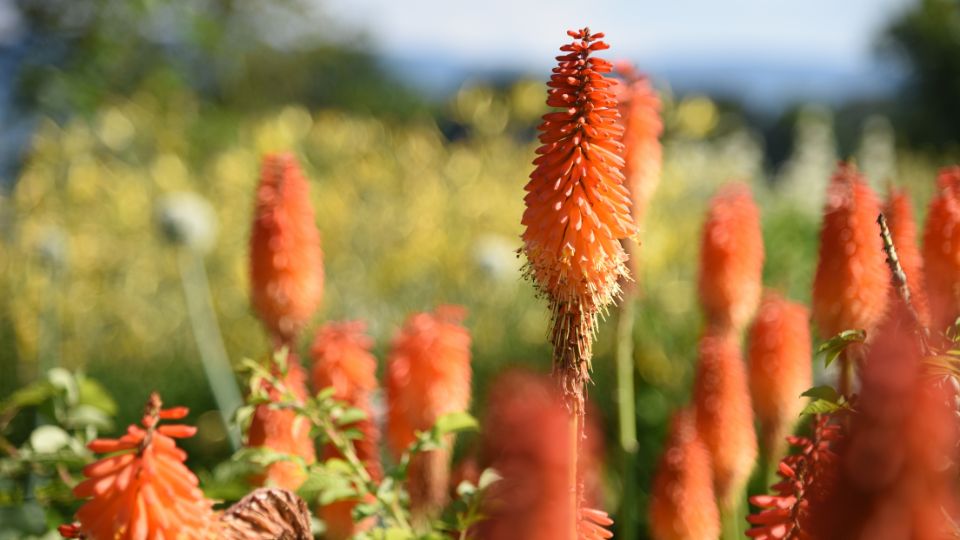 Faklyaliliom Kniphofia 2