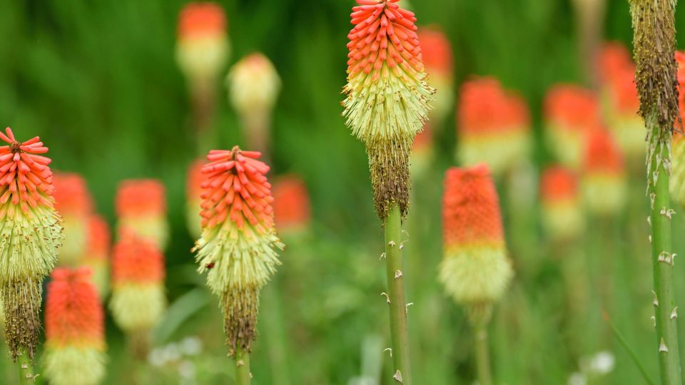 Faklyaliliom Kniphofia 3