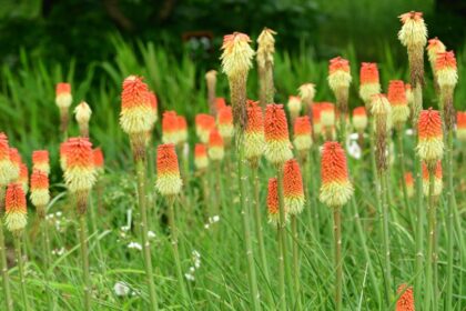 Faklyaliliom Kniphofia