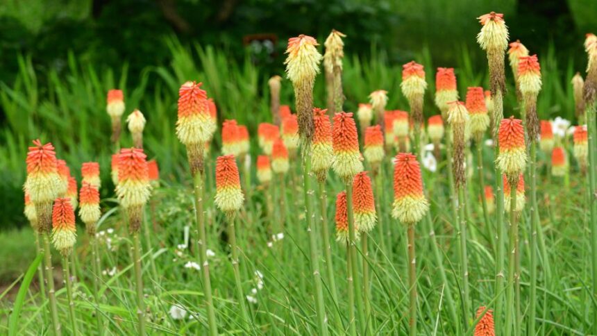 Faklyaliliom Kniphofia