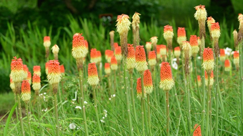 Színes fáklyaliliomok egy zöldellő kertben, virágzó növények sorakoznak.