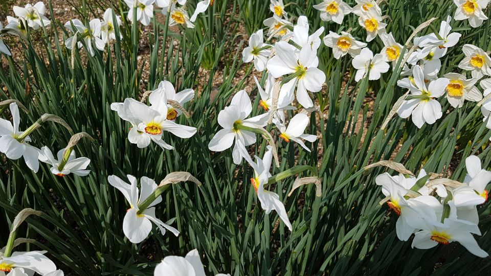 Feher narcisz narcissus poeticus 4